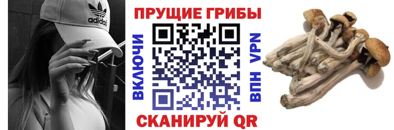 Купить Ивантеевка Псилоцибиновые грибы Magic Shrooms